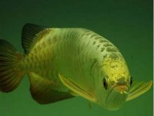 Cá vảy rồng và cách kiểm soát độ pH trong bể
