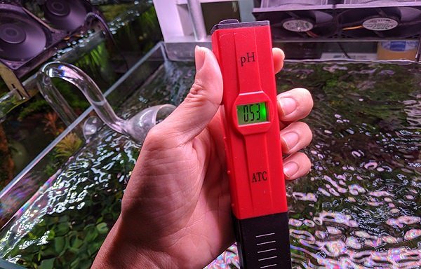 Sử dụng bút đo pH để kiểm tra độ pH bể cá rồng