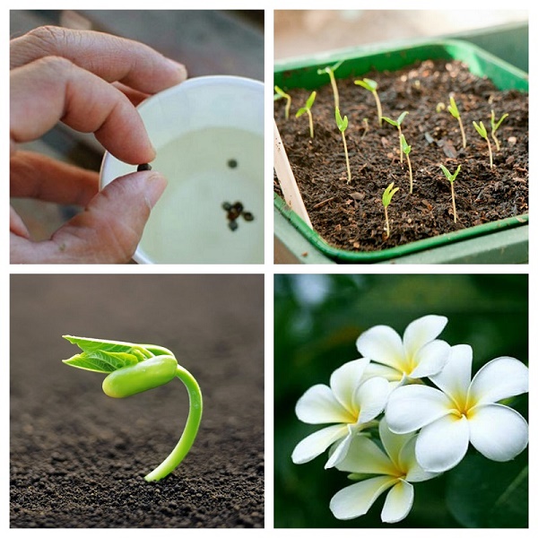 Các bước gieo hạt giống phổ biến nhất