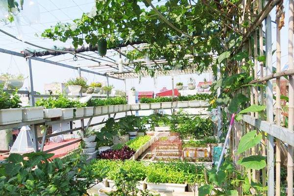 Vườn rau cần được đón nhiều ánh nắng