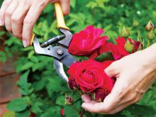 Cách cắt tỉa hoa hồng