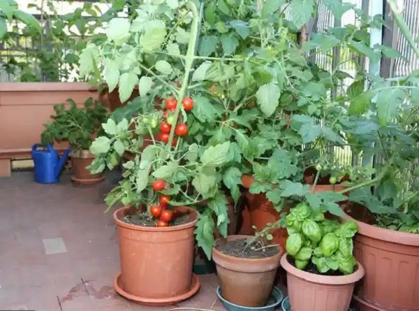Cà chua rất thích hợp trồng sân thượng, vườn nhà