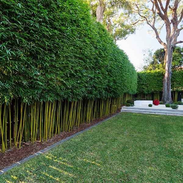 Thiết kế hàng rào cây xanh đa dạng cho ngôi nhà của bạn sẽ giúp gia tăng giá trị của ngôi nhà và mang lại một không gian sống lành mạnh cho bạn và gia đình. Với sự trợ giúp của các chuyên gia thiết kế, bạn sẽ có thể tạo ra một khu vườn xanh tươi đầy ấn tượng tại nhà.