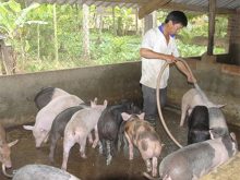 Giải nhiệt cho gia súc