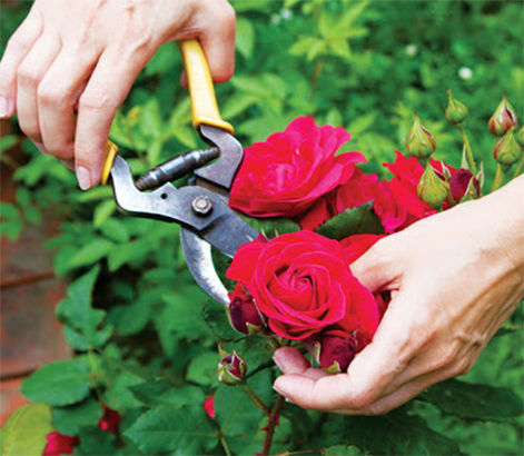 Cách cắt tỉa hoa hồng bằng dụng cụ làm vườn