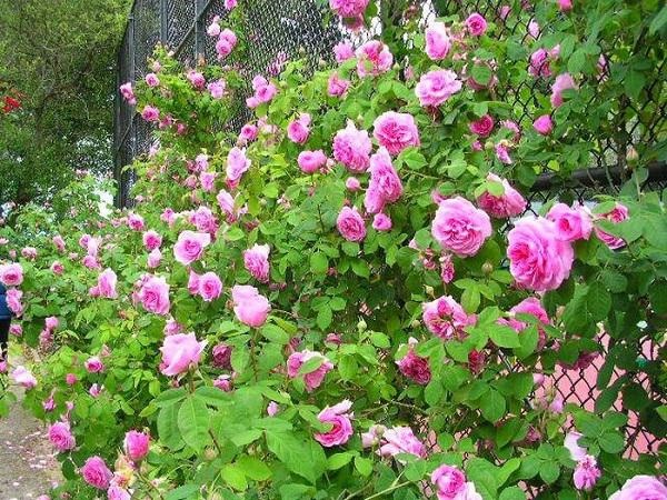 Hàng rào hoa hồng