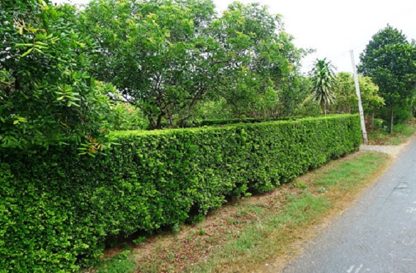 Máy tỉa hàng rào Makita giúp bạn tạo nên những bức tường cây xanh đẹp mắt