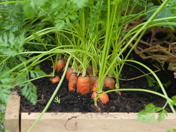 Cà rốt là loại củ mang lại nhiều giá trị dinh dưỡng