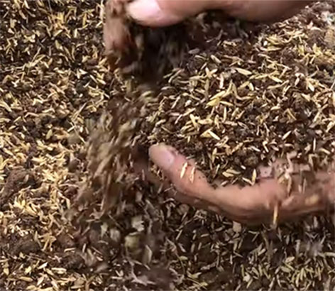 4 công thức trộn đất trồng cây hoa hồng giúp cây luôn sinh trưởng tốt