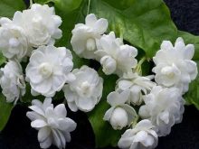 Kỹ thuật trồng và chăm sóc hoa nhài ra nhiều hoa