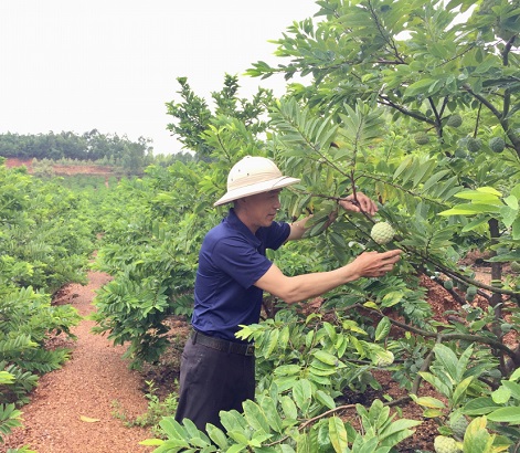 Hướng dẫn cách cắt tỉa cành và tạo tán cây na đúng kỹ thuật