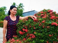Có nên trồng hoa bông trang trước nhà không?