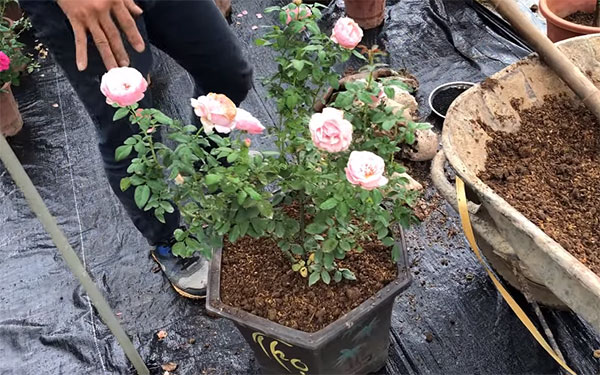 Cách trồng cây hoa hồng