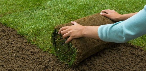Cách trồng cỏ sân golf