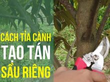 Tỉa cành tạo tán cây sầu riêng