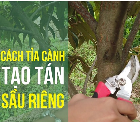 Tỉa cành tạo tán cây sầu riêng
