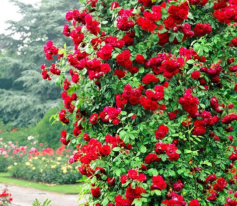 Top 50 mẫu hàng rào hoa hồng đẹp như mơ hiện đại nhất
