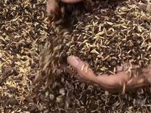 Trồng cây đất trồng