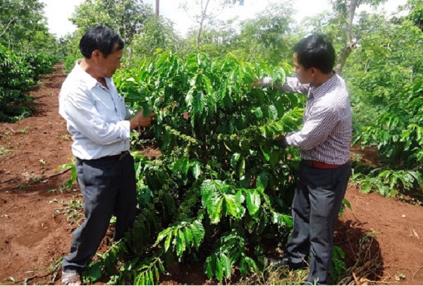 Kỹ thuật nuôi cành cây cà phê