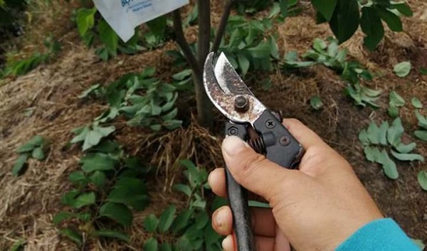 Sử dụng kéo cắt cành để cắt tỉa cành lá cây na