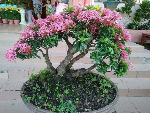 Hoa bông trang bonsai