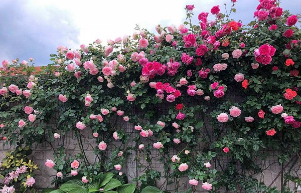 Hàng rào hoa hồng đẹp
