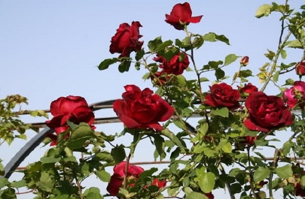 Hoa hồng leo cổ Hải Phòng