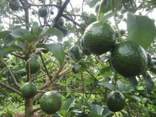 Tỉa cành và tạo tán bơ booth