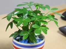 cay-canh-duoi-muoi