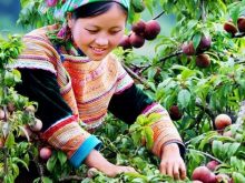 cách tỉa cành cây mận