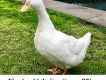 Kỹ thuật nuôi ngan r71