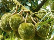 Cách tỉa cành cây sầu riêng 2 năm tuổi