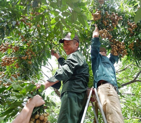 Hướng dẫn cách tỉa cành nhãn sau thu hoạch đúng kỹ thuật cho bà con