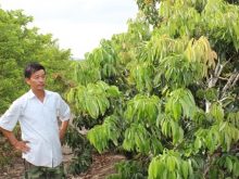 Tỉa cành vải thiều