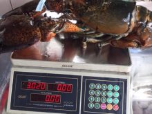 can-hai-san-chong-nuoc