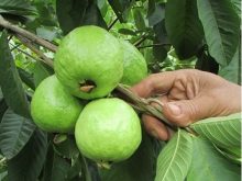 cách tỉa cành tạo tán cho cây ổi