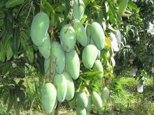 Cách tỉa cành xoài Đài Loan đơn giản đúng kỹ thuật