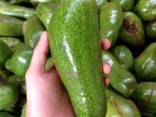 Cách chọn bơ ngon