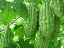 cách trồng cây mướp đắng