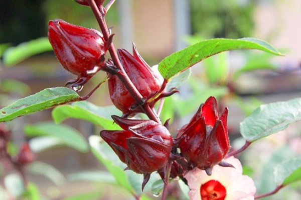 cách trồng hoa atiso đỏ