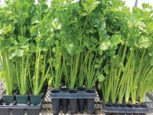 cách trồng rau cần tây tại nhà