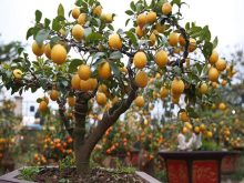 cây ăn quả trồng trong chậu