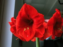 Hoa loa kèn đỏ