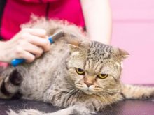 Xử lý lông mèo rụng