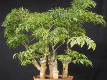 cách trồng đinh lăng trong chậu