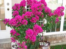 cách trồng hoa giấy bằng cành
