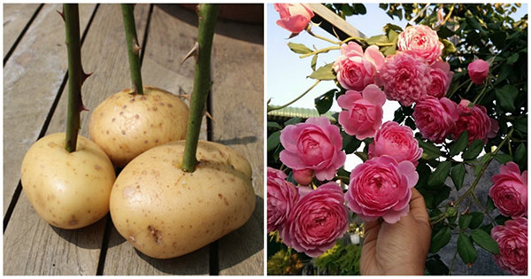 cách trồng hoa hồng bằng củ khoai tây
