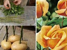 trồng hoa hồng từ khoai tây