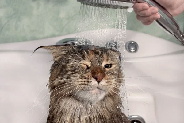 tắm cho mèo