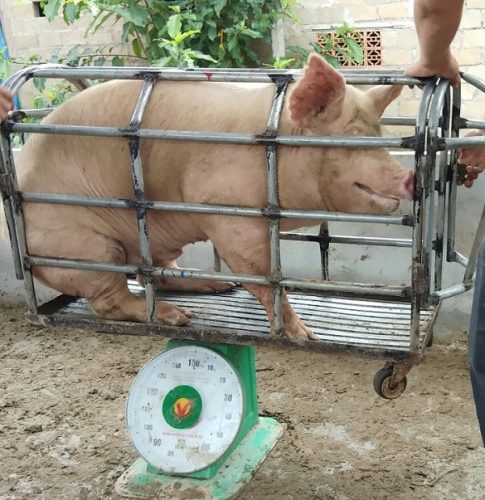 Cân lợn bằng cân đồng có nhiều hạn chế